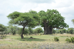 Tarangire, African Acacia and Baobab