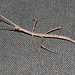 DC IMG 7945Stickinsect