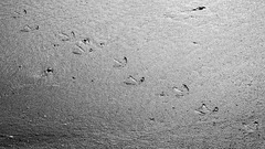 Voetsporen - Footprints