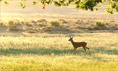 Little Roebuck was coming through the field and made me very happy...   Golden Hour!