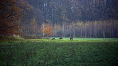 Watching the deers ¤ Brunssummerheide ¤ Heerlen ¤ NL