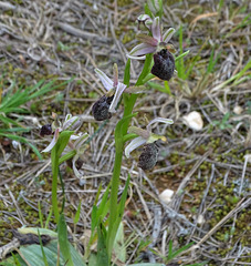 Ophrys de Provence