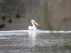 White pelican on Tombigbee River