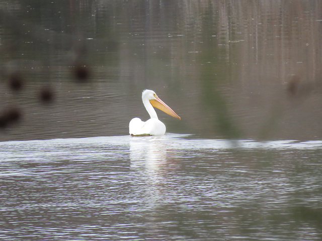 White pelican on Tombigbee River