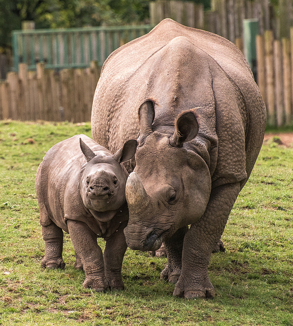 Rhino and a baby3