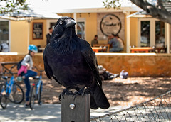 Ravenous ravens