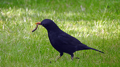 Blackbird with supper