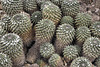Mammillaria compressa – Desert Botanical Garden, Papago Park, Phoenix, Arizona