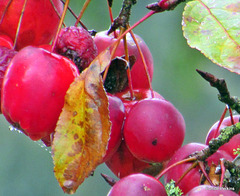Berries and Leaves.