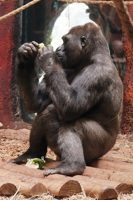 Déjeuner de gorille