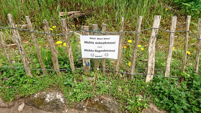Sumpf-Biotop im Harburger Schulgarten