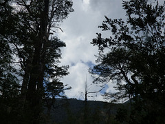 Bosque del sur chileno