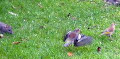 Buchfink und Grünfink fliehen vor einer jungen Ratte