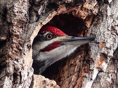 Pileated Woodpecker in tree cavity