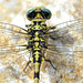 Small Pincertail m thorax (Onychogomphus forcipatus) DSB 1283