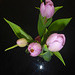 Gruß mit Tulpen - saluton per tulipoj