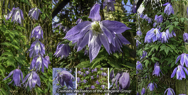 Spring flowering Clematis Wesselton collage for H.A.N.W.E