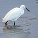 Little egret with a catch