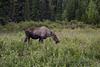 Alaska, Moose Female