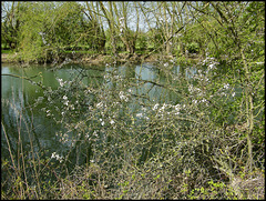 blackthorn by the river
