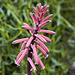 Tiger Aloe Flowers – Brooklyn Botanic Garden, New York, New York