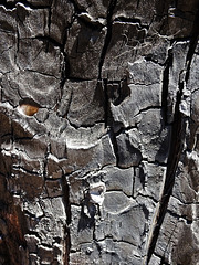 scorched tree, detail 3