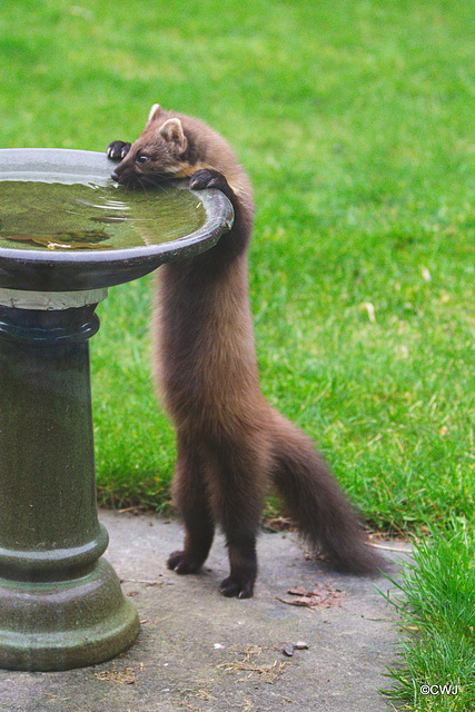 "When my bowl is empty I know where I can have a drink!"