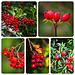 A Selection of Red Berries