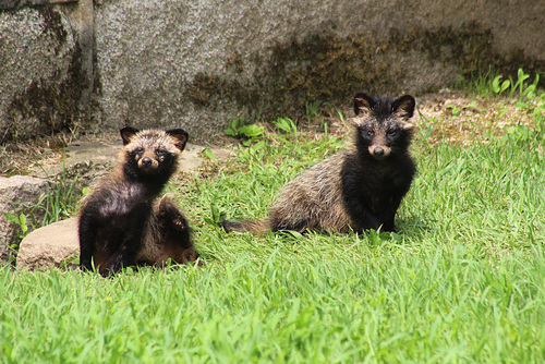 Raccoons at Chandeokgung