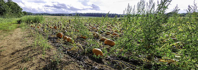 Panoramic view over a field of Pumpkins