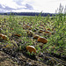 Panoramic view over a field of Pumpkins