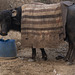 Water buffalo Brij Ghat