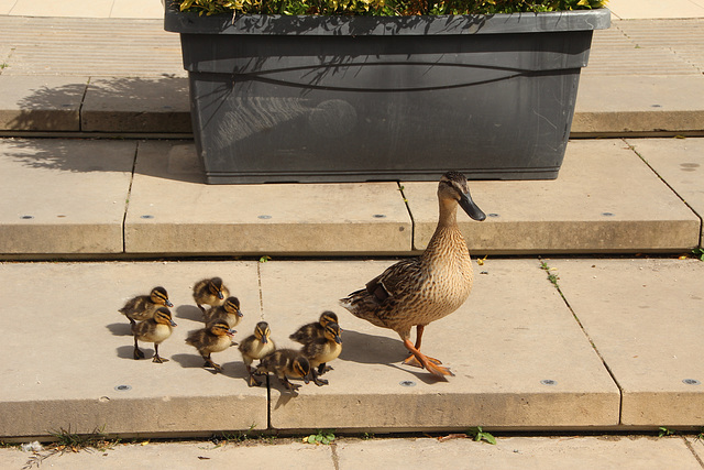 Follow me, young ducklings.