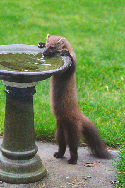 "When my bowl is empty I know where I can have a drink!"