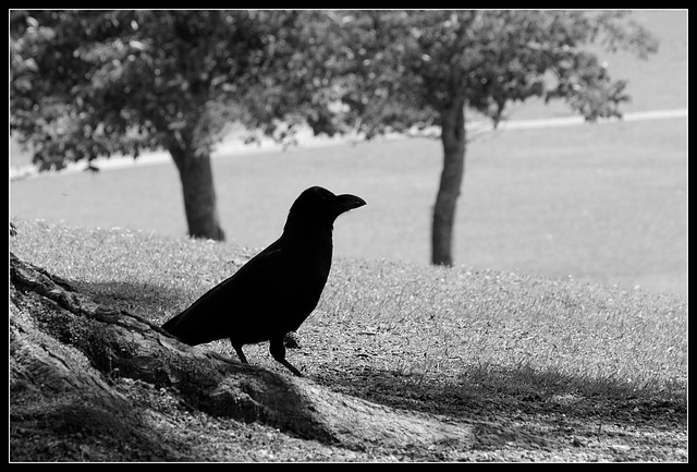Un corbeau en contre-jour, c'est encore plus noir que d'habitude