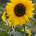 July 22: sunflower