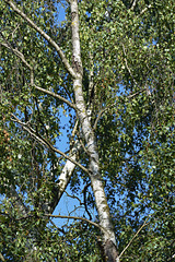 Birch growing  on a waste heap !