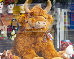 Heilan' Coo in a Windie