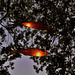 Darwin Festival lanterns