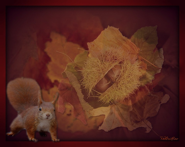 Hello ! c'est l'automne : ma saison préférée...