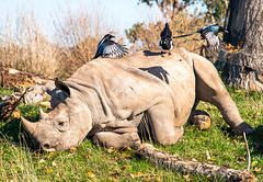 Rhino with magpies