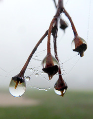 Wassertropfen und Wasserperlen an Spinnenfäden