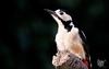 The Final Woodpecker Portrait