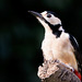 The Final Woodpecker Portrait