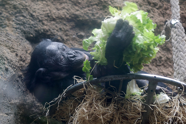 Kopfsalat mit Bonobo (Zoo Frankfurt)