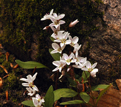 spring beauty claytonia caroliniana DSC 3649