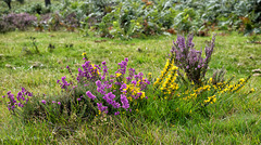 Bell Heather, Gorse and Common Heather flowers