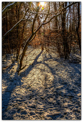 Winter Shadows - Wykeham Forest, North Yorkshire
