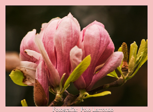 Magnolias (PiP-3/3)