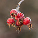 Frosted Rose hips